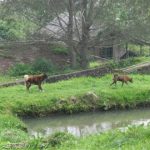 シバヤック山近郊の温泉村、ラジャベルネ村を観光する２